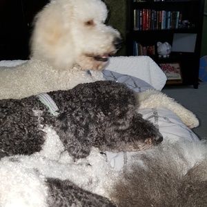 Meet your Posher, Dawn